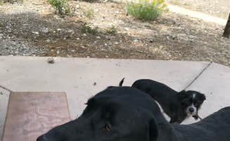 Brittney C.'s photo of camping with pets at Toiyabe National Forest Old Mill Campground near Las Vegas, NV