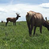 Review photo of Canyon Campground — Yellowstone National Park by Brooke C., May 31, 2018