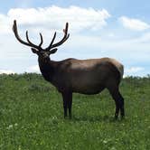 Review photo of Canyon Campground — Yellowstone National Park by Brooke C., May 31, 2018