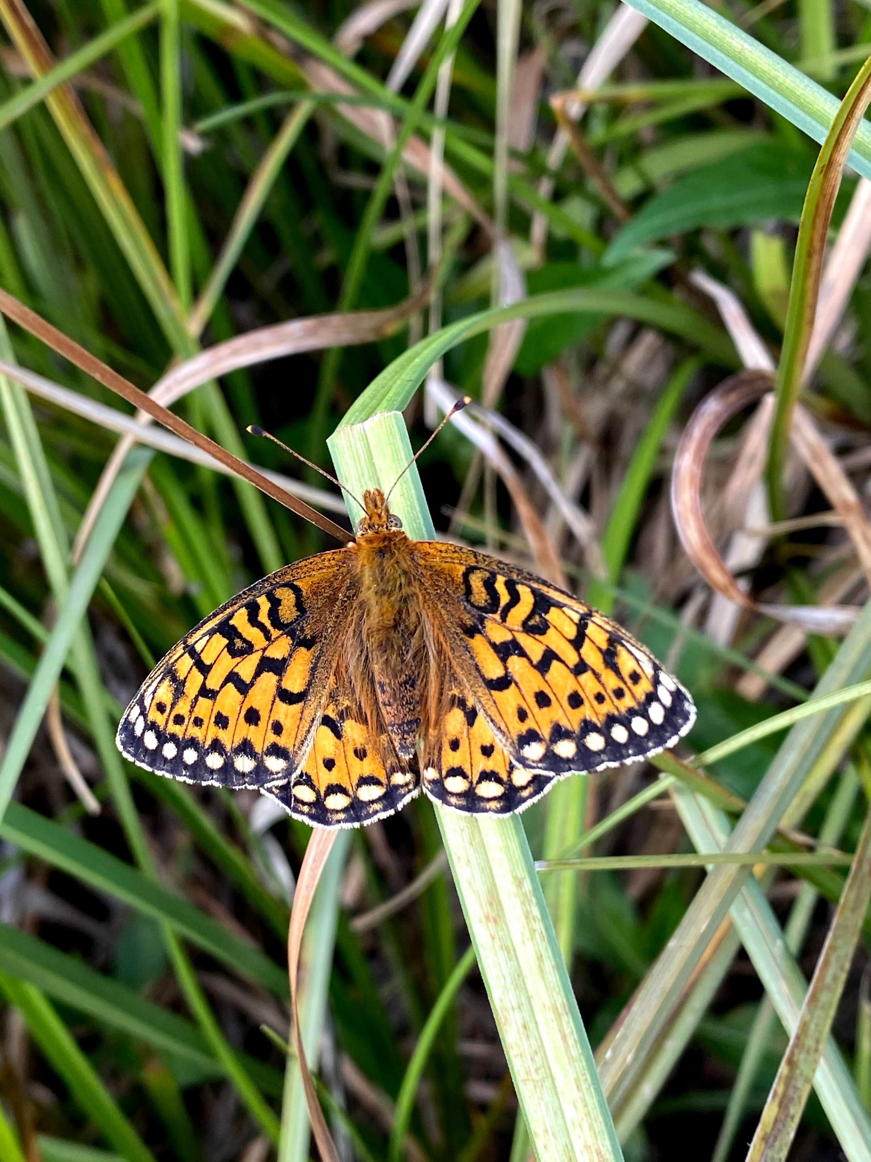 Camper-submitted photo at Gabaldon near Springerville, AZ
