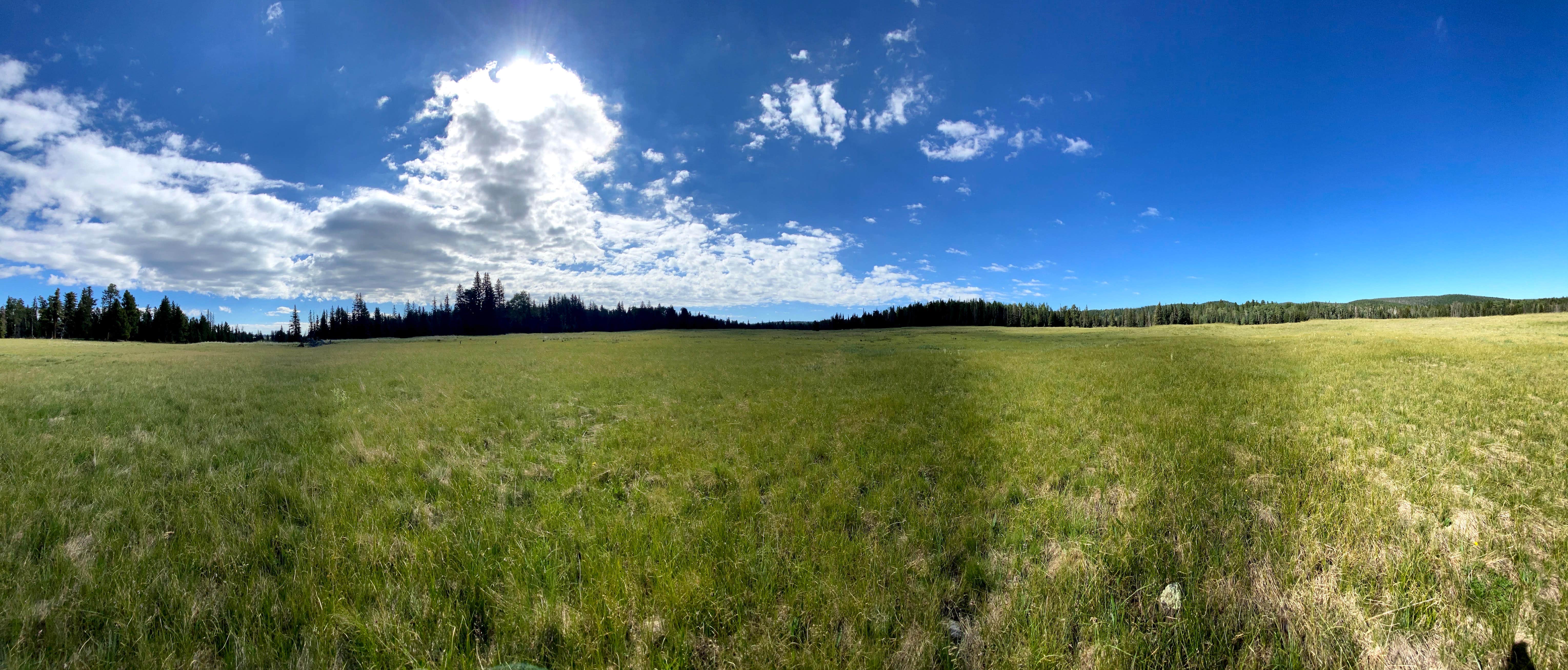 Camper-submitted photo at Gabaldon near Springerville, AZ