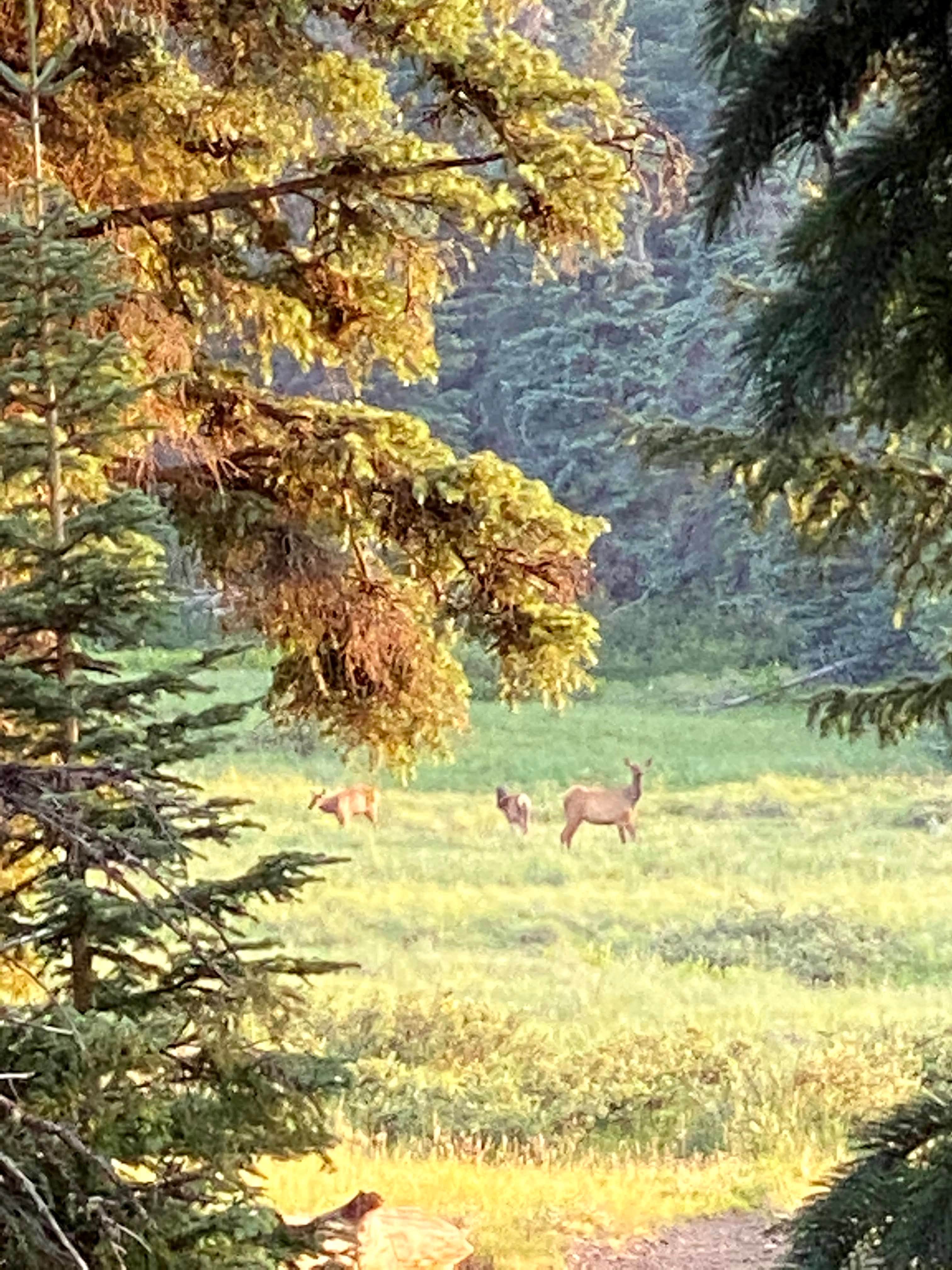 Matthew K.'s photo of camping with a horse at Gabaldon near Springerville, AZ