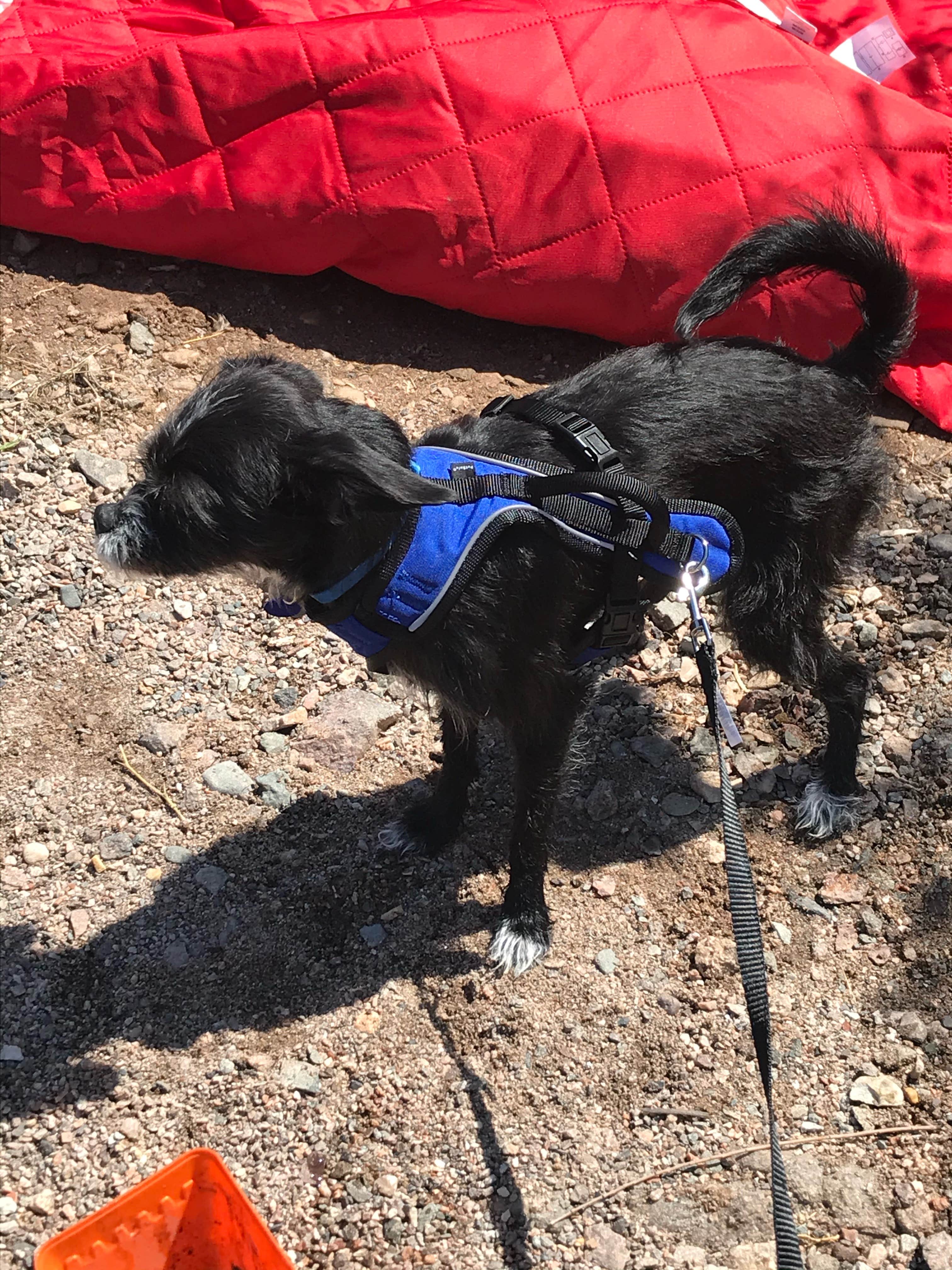 Brittney  C.'s photo of camping with pets at Willow Beach Campground and RV Park near Searchlight, NV
