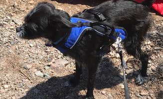 Brittney C.'s photo of camping with pets at Willow Beach Campground and RV Park near Temple Bar Marina, AZ