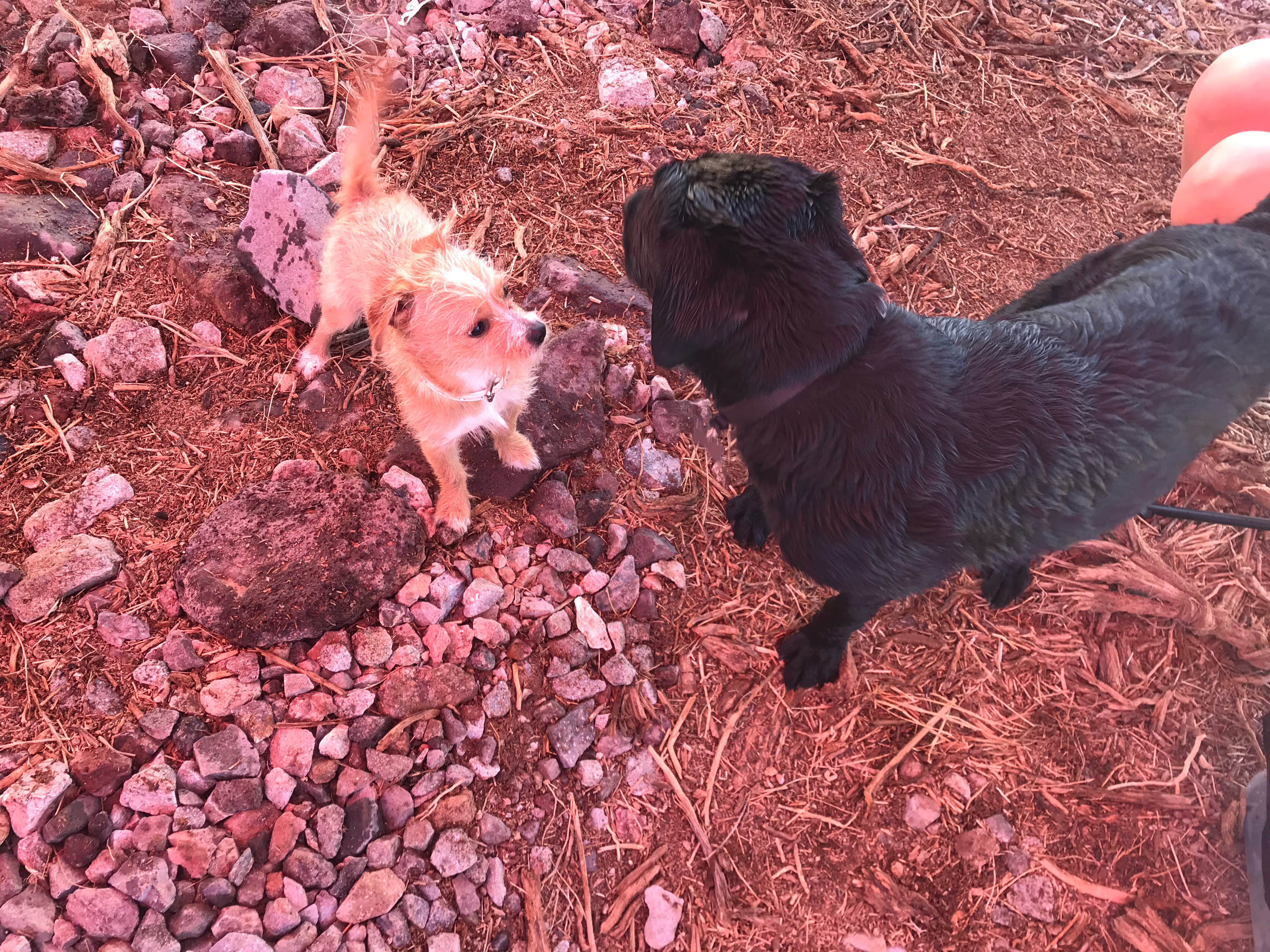 Brittney  C.'s photo of camping with pets at Kingman Wash — Lake Mead National Recreation Area near Henderson, NV