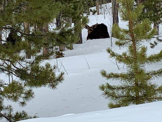 Kell H.'s photo of camping with pets at Deer Creek Campground — Golden Gate Canyon near Twin Lakes, CO