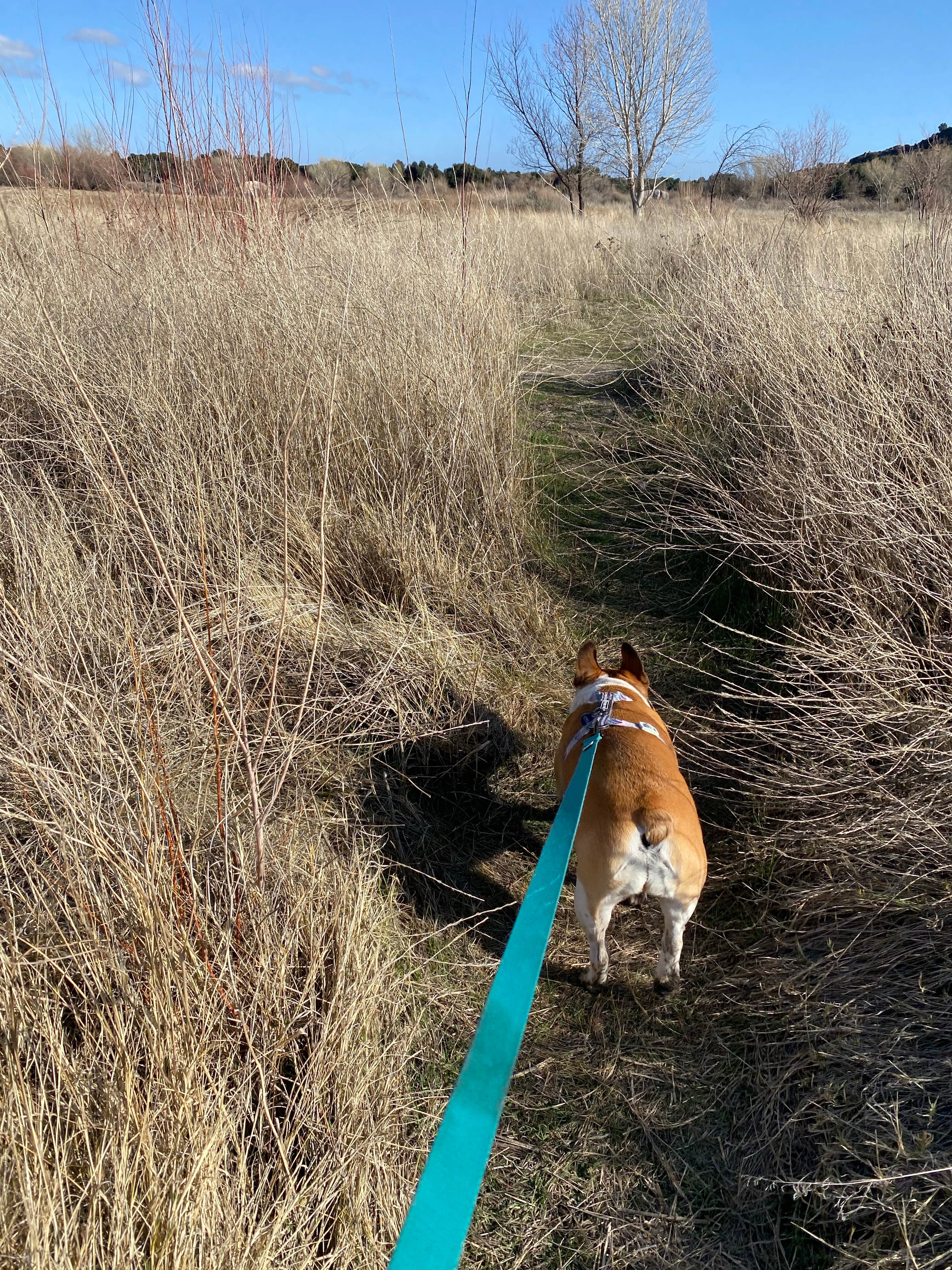 Jessica M.'s photo of camping with pets at San Diego County Lake Morena County Park near Ocotillo, CA