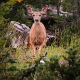 Review photo of Trial Lake Campground by Heather K., March 29, 2021