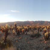 Review photo of White Tank Campground — Joshua Tree National Park by Tucker B., March 29, 2021