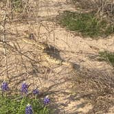 Review photo of Shaffer Bend Recreation Area by Candice C., March 29, 2021