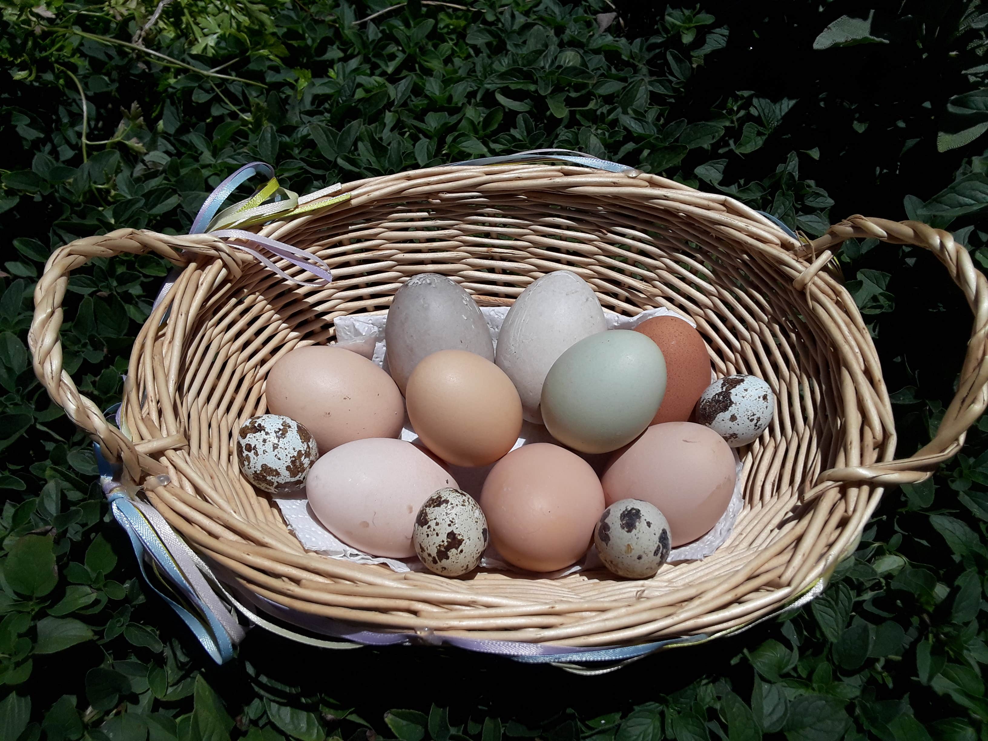 Camper-submitted photo at The Eyrie Farm near Julian, CA