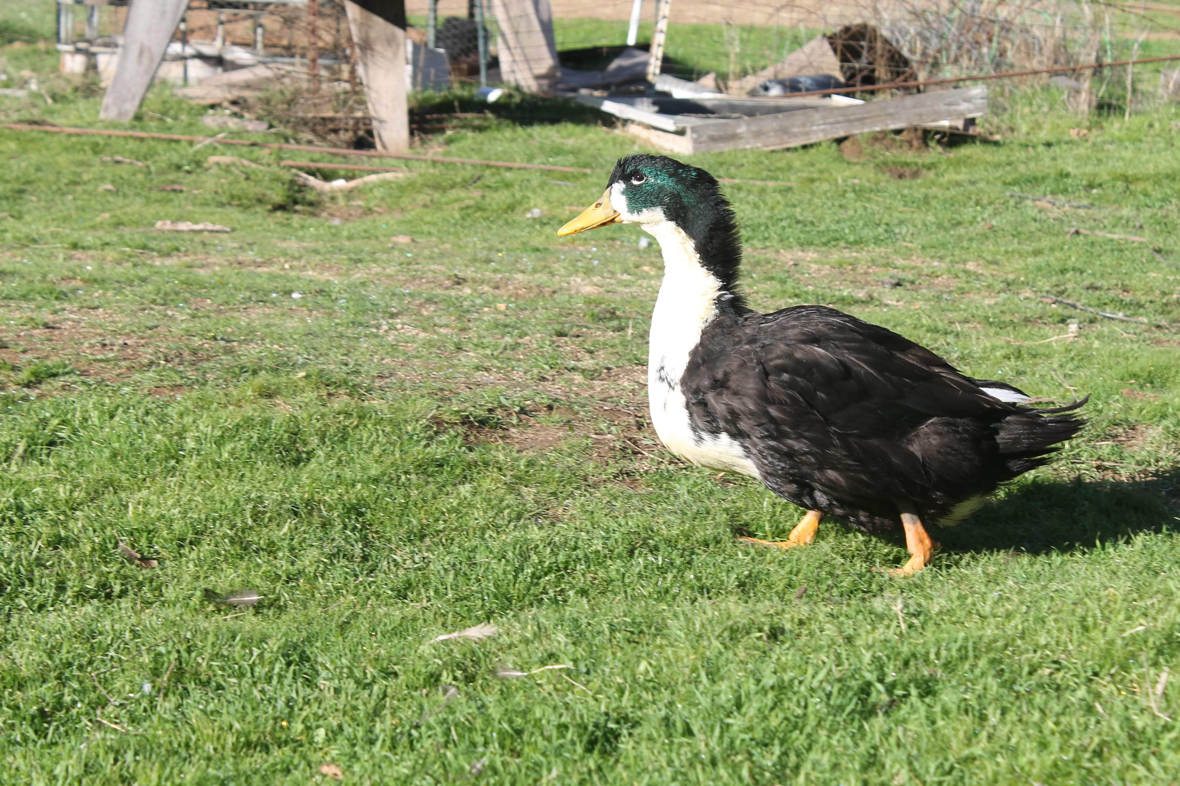Camper-submitted photo at The Eyrie Farm near Julian, CA