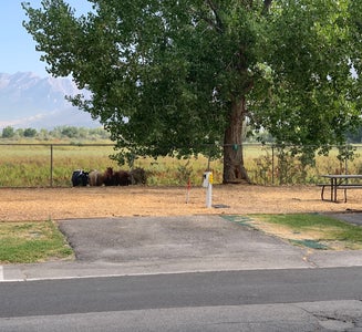 Camper-submitted photo from Springville / Provo KOA Holiday
