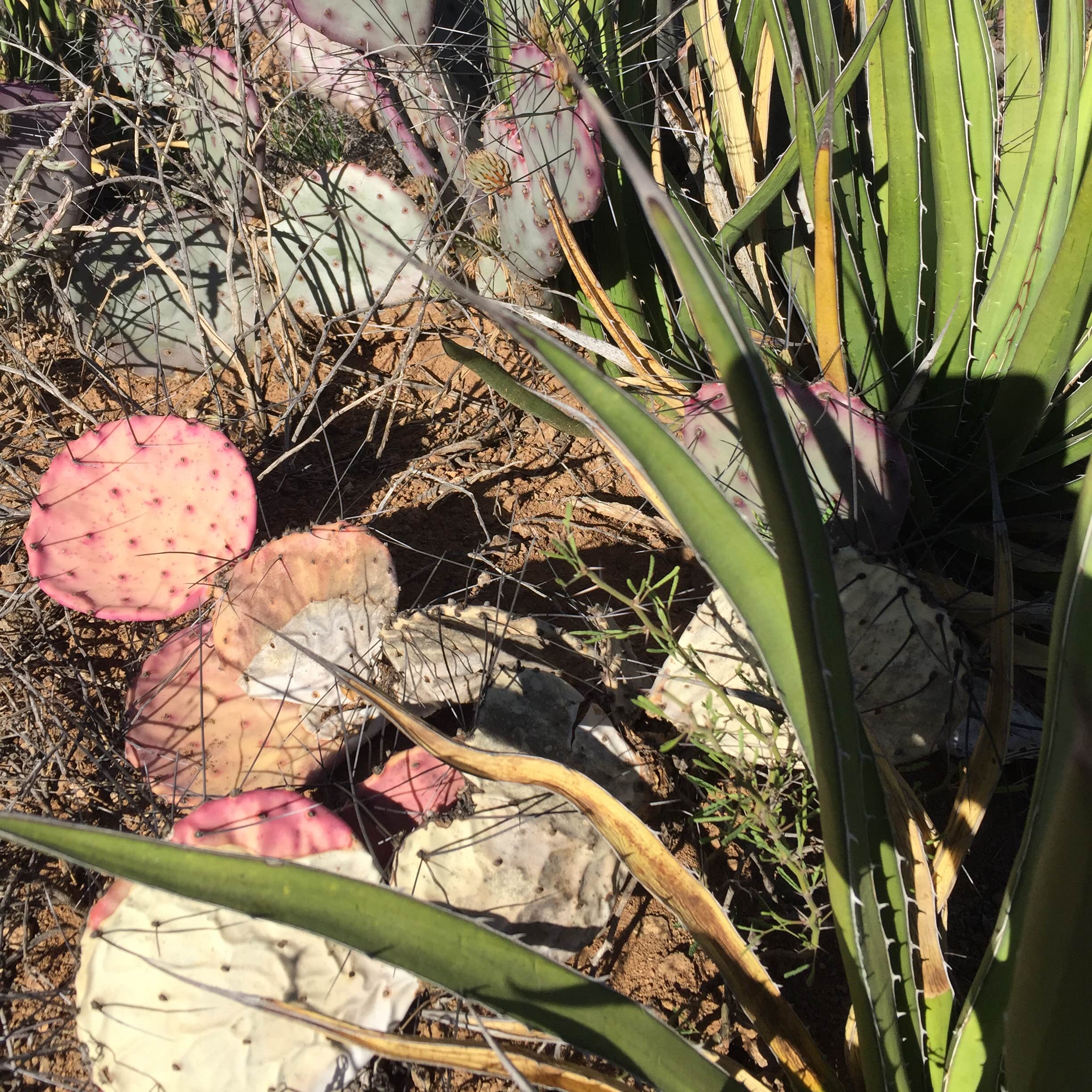 Tin Valley Retro Rentals Camping The Dyrt