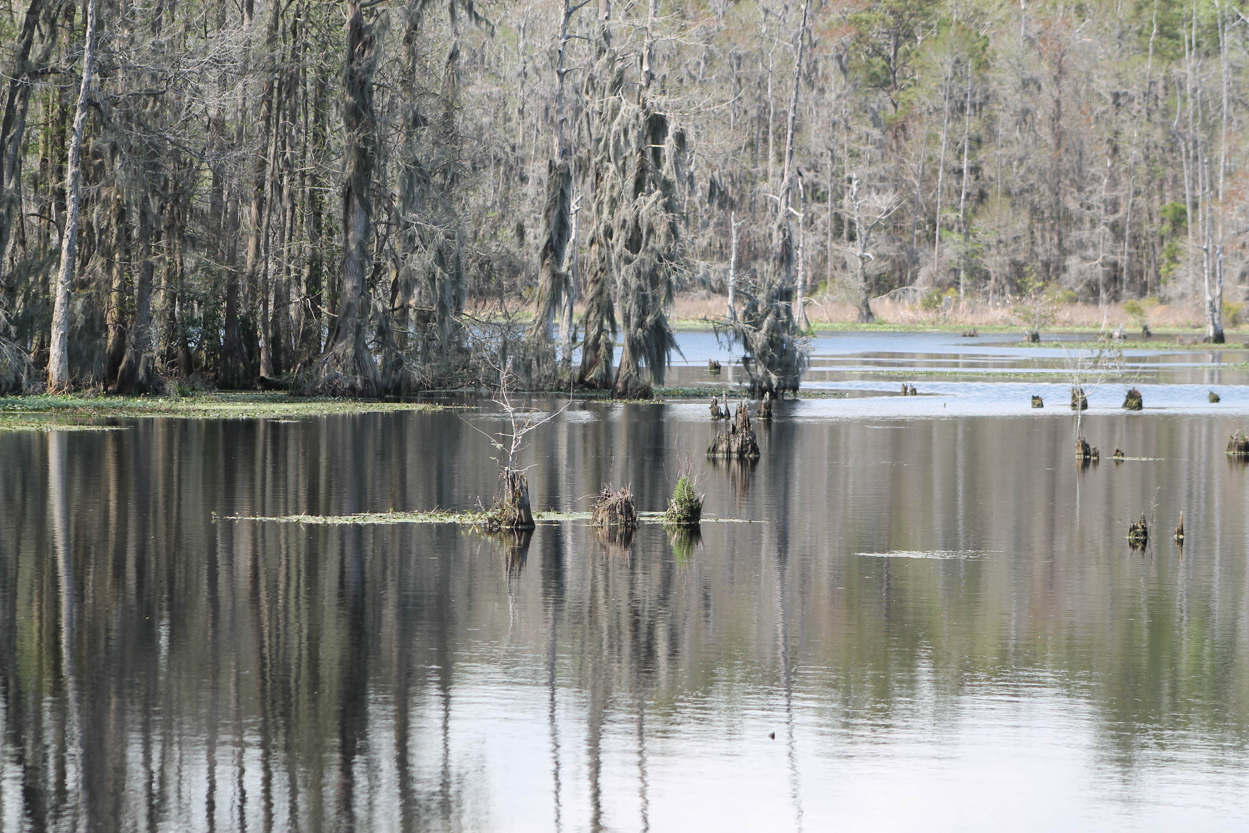 Camper submitted image from Santee Coastal Reserve - 3