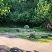 Review photo of Moorage Camp and Boat Launch — Beacon Rock State Park by Corinna B., May 31, 2018