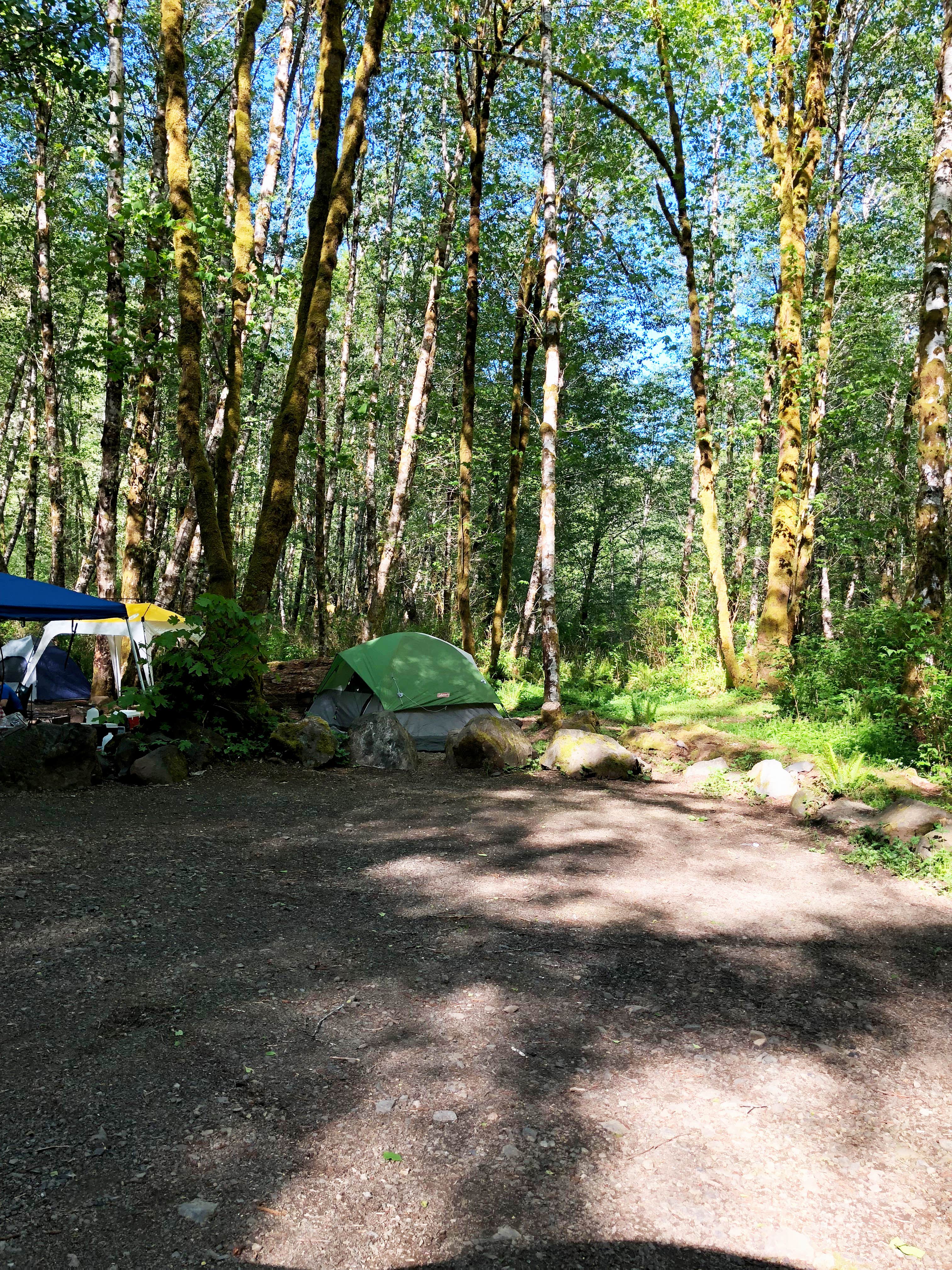 Corinna B.'s photo at Cedar Creek Corridor Primitive Camping near Timber, OR