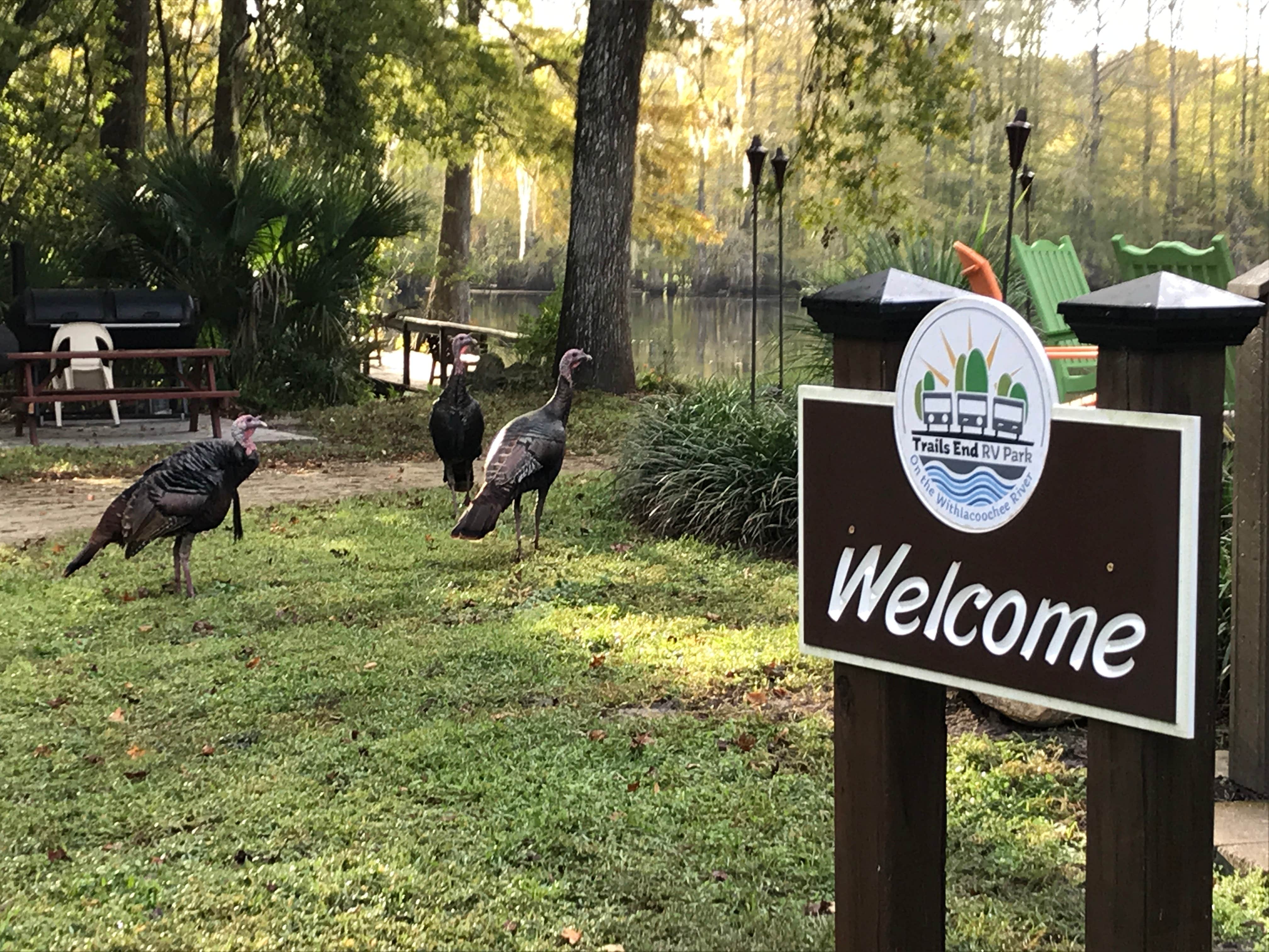 Camper-submitted photo at Trails End RV Park near Lake Panasoffkee, FL