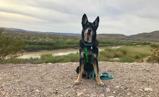 Name's photo of camping with pets at Big Bend near Owyhee, NV