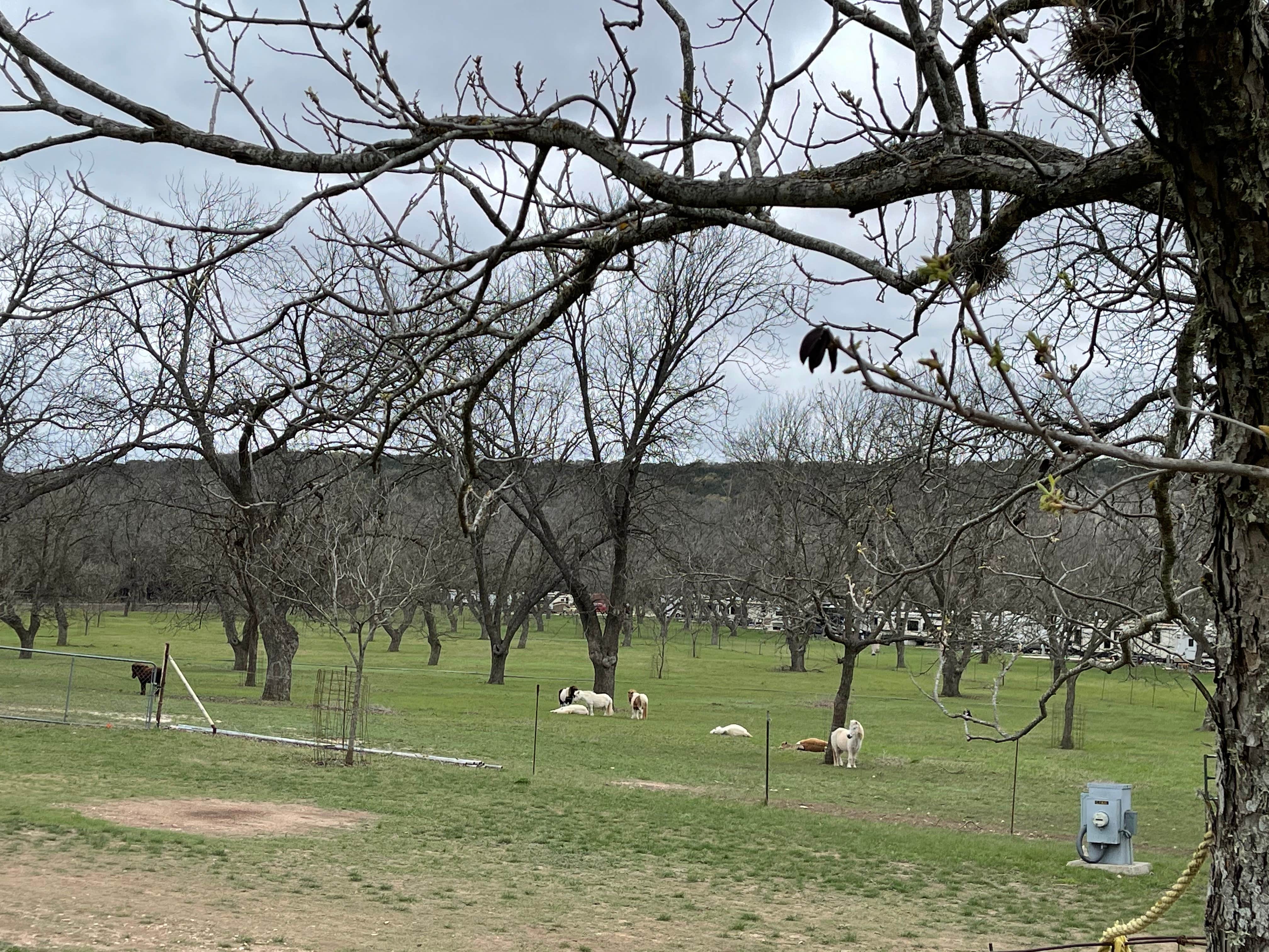 Camper-submitted photo at Johnson Creek RV Resort & Park near Junction, TX