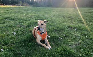 Aimee's photo of camping with pets at Cherohala Mountain Trails Campground near Etowah, TN