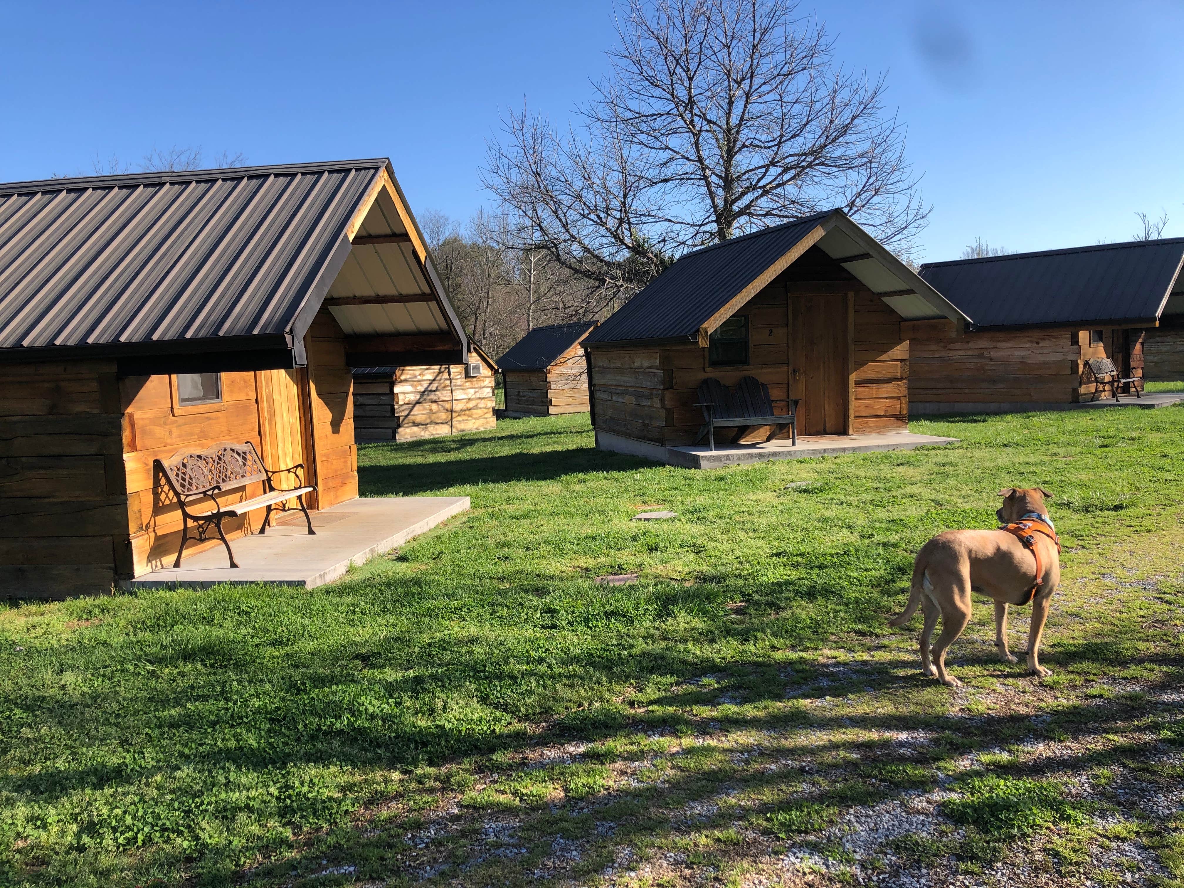 Camper submitted image from Cherohala Mountain Trails Campground - 5