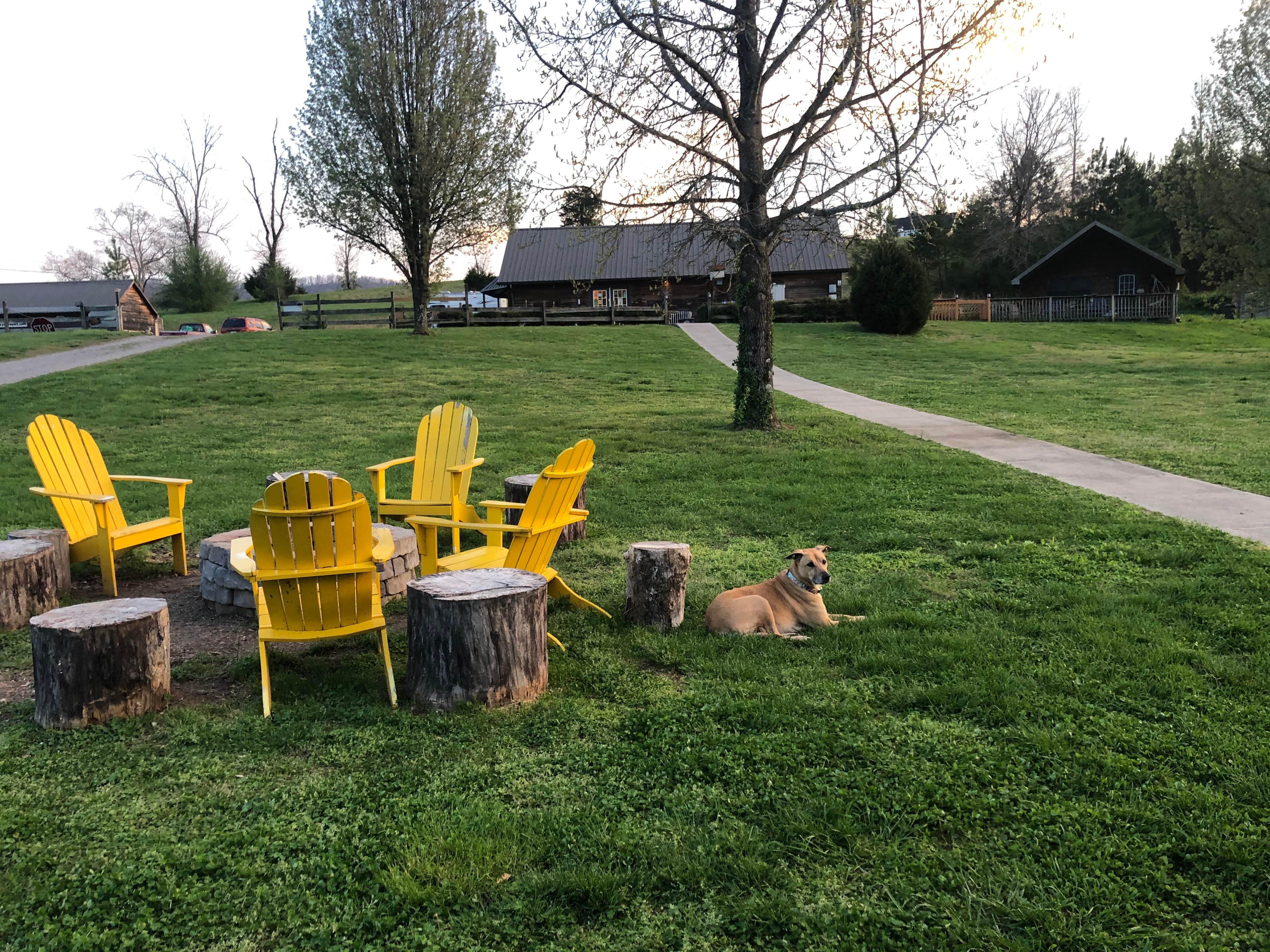 Aimee's photo of camping with pets at Cherohala Mountain Trails Campground near Madisonville, TN