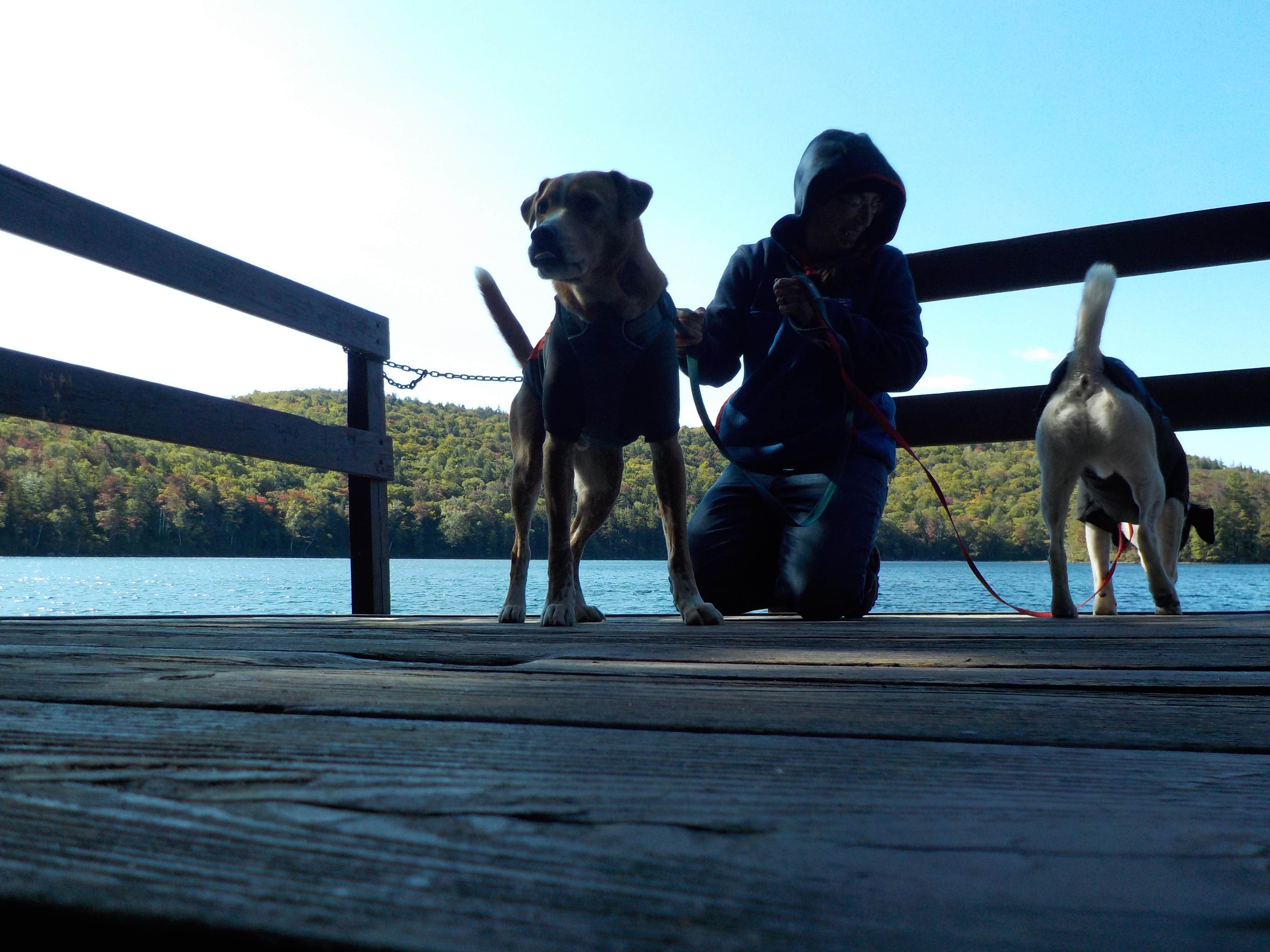 Sarah C.'s photo of camping with pets at Russell Pond Campground near Lincoln, NH