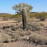 Review photo of BLM Ironwood Forest National Monument - Pipeline Rd Dispersed camping by Jessica , April 1, 2021