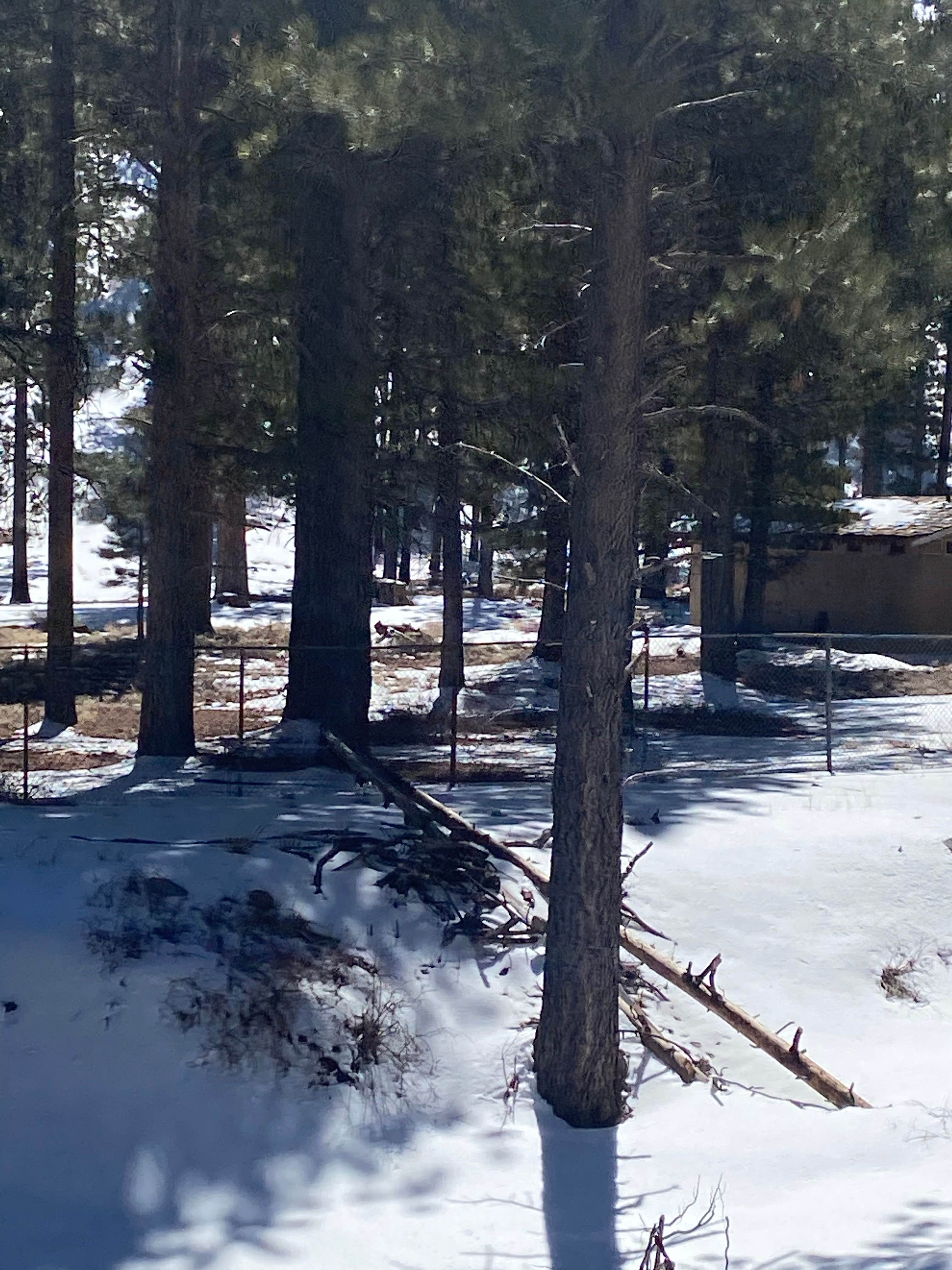 Camper-submitted photo at Lee RV Camp Group Campground near Mount Charleston, NV