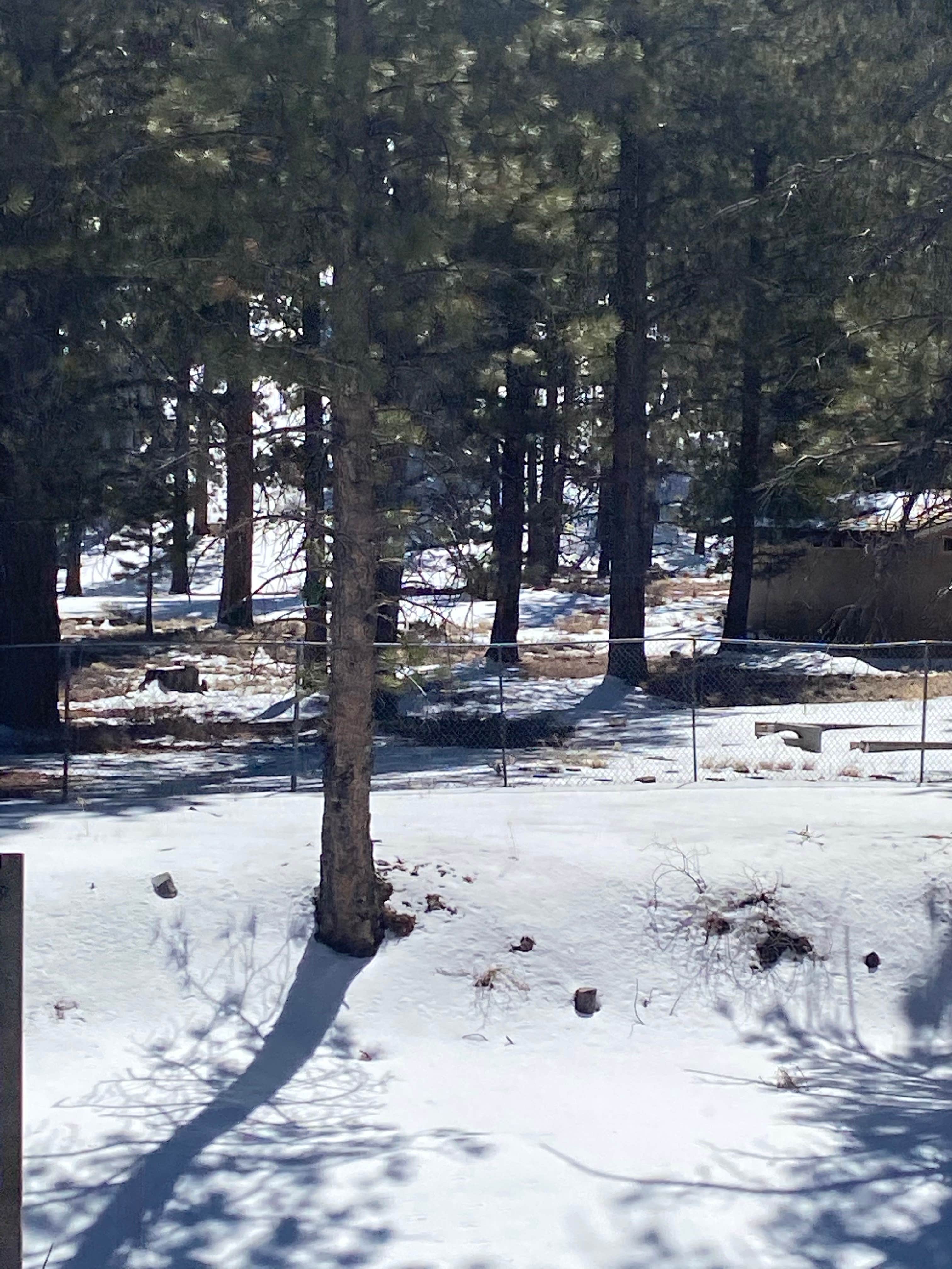 Camper-submitted photo at Lee RV Camp Group Campground near Mount Charleston, NV