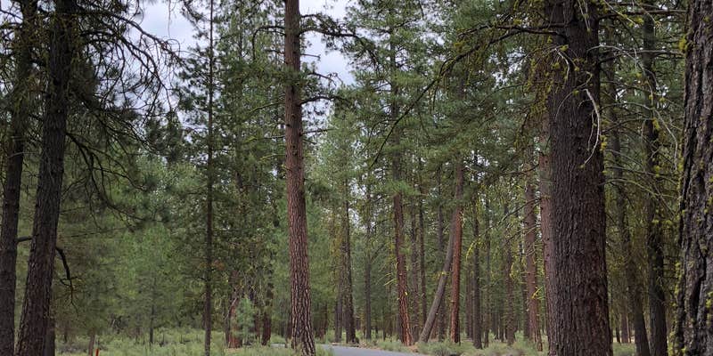 Camper submitted image from Collier Memorial State Park Campground