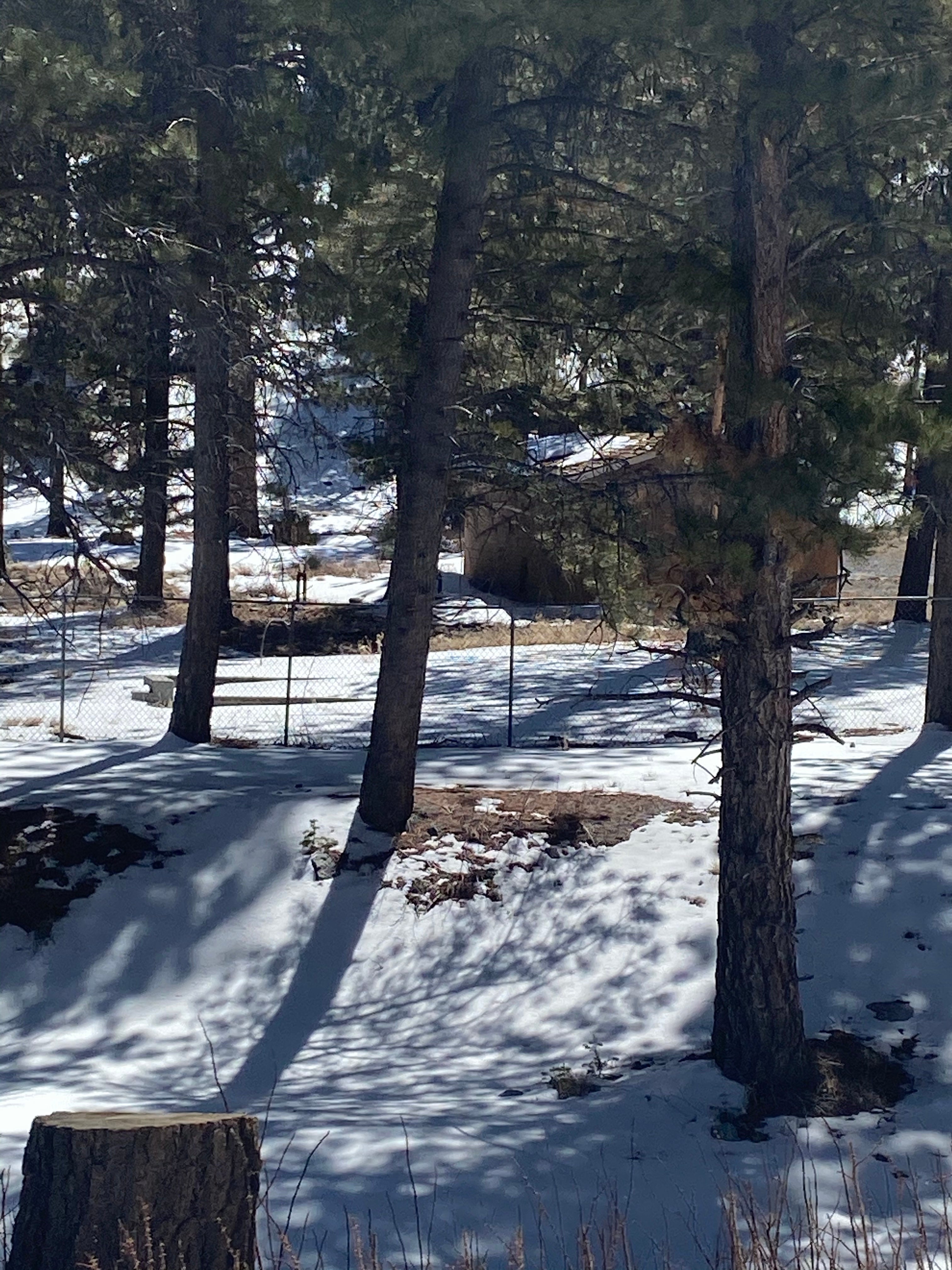 Camper submitted image from Toiyabe National Forest McWilliams Campground - 1