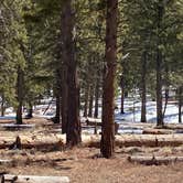 Review photo of Toiyabe National Forest McWilliams Campground by Brittney  C., April 1, 2021