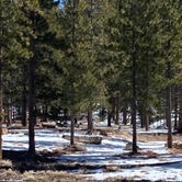 Review photo of Toiyabe National Forest McWilliams Campground by Brittney  C., April 1, 2021