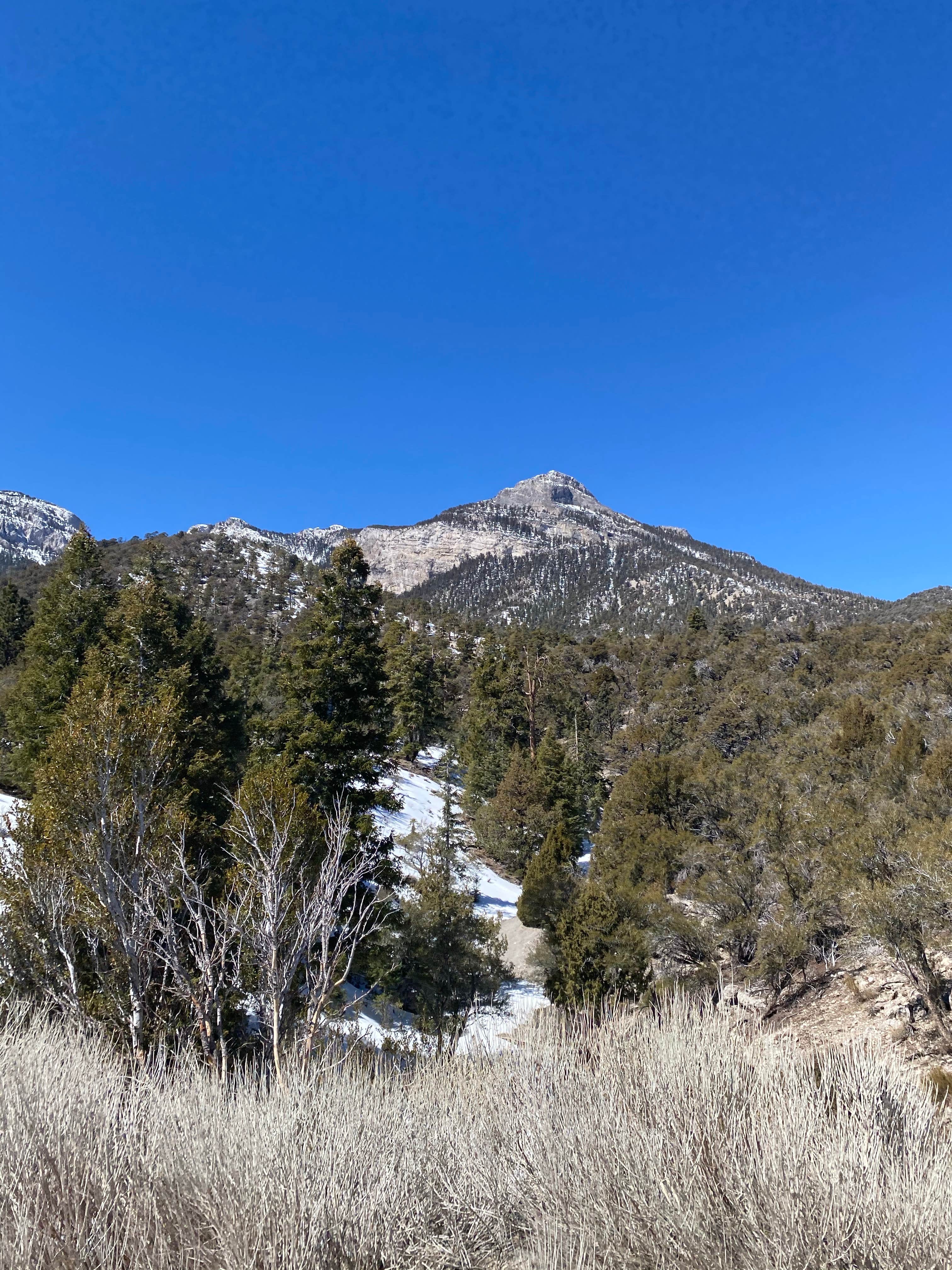 Camper submitted image from Mt. Charleston Dispersed - 1