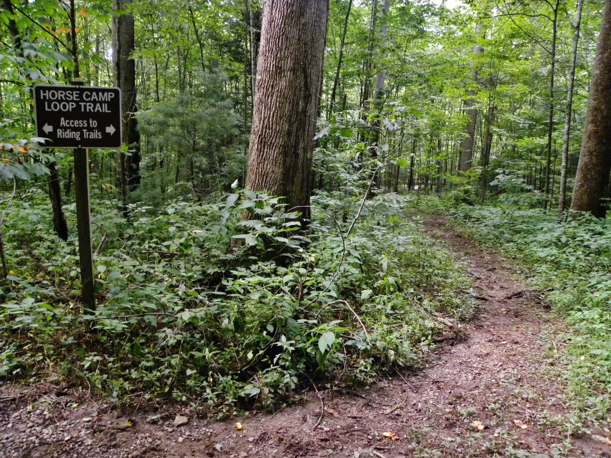 Camper submitted image from Harmon Den Horse Campground - 5