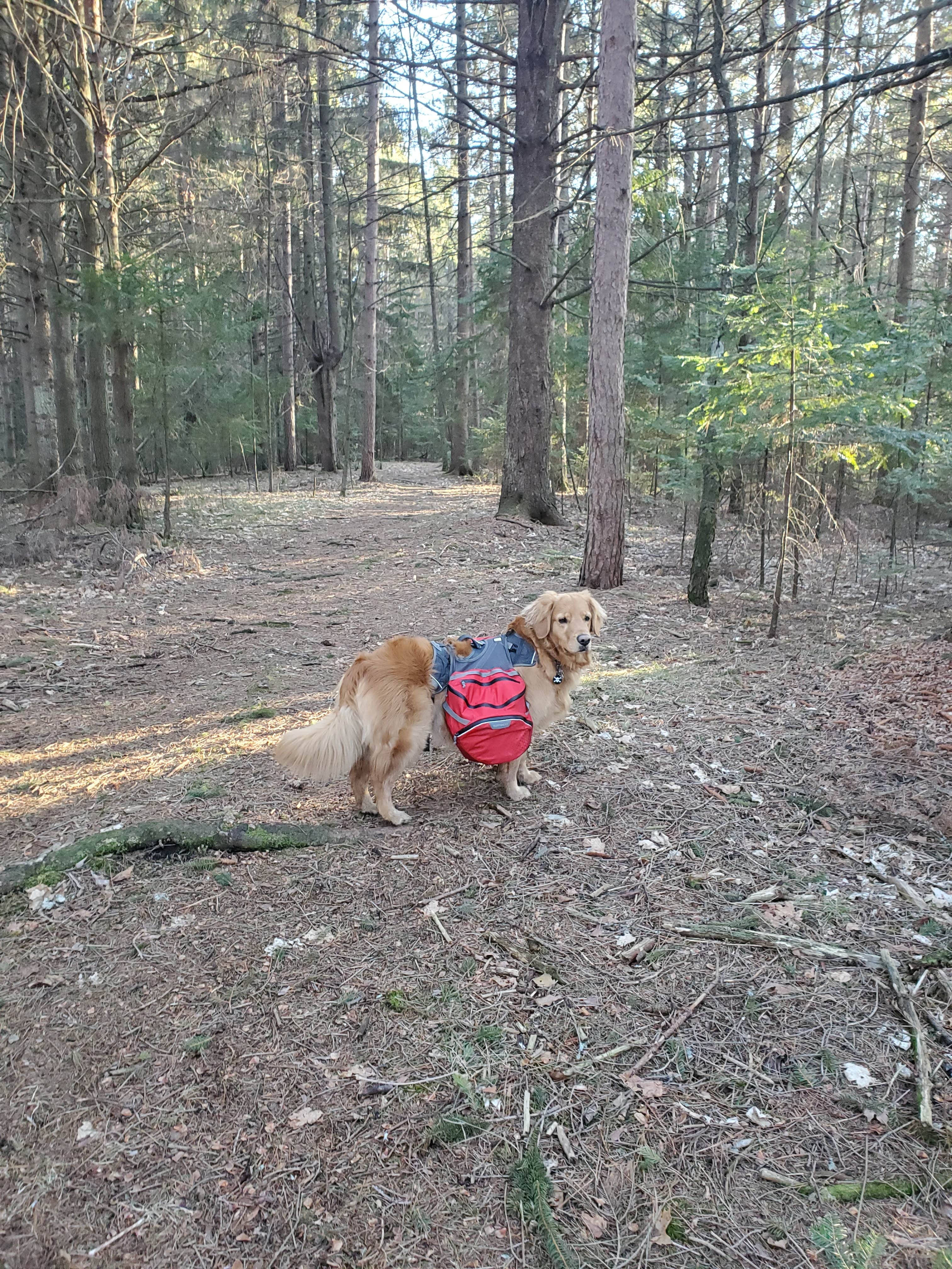 Den R.'s photo of camping with pets at Newport State Park Campground near Escanaba, MI