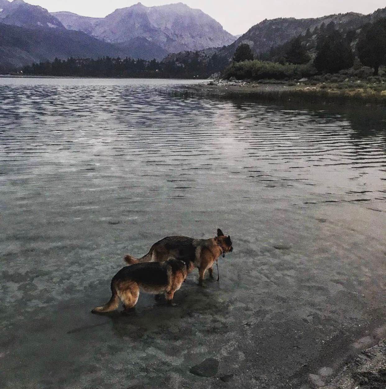 Candice M.'s photo of camping with pets at Inyo National Forest Oh Ridge Campground near Inyo National Forest