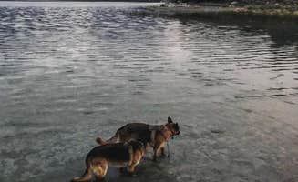 Candice M.'s photo of camping with pets at Inyo National Forest Oh Ridge Campground near Bridgeport, CA