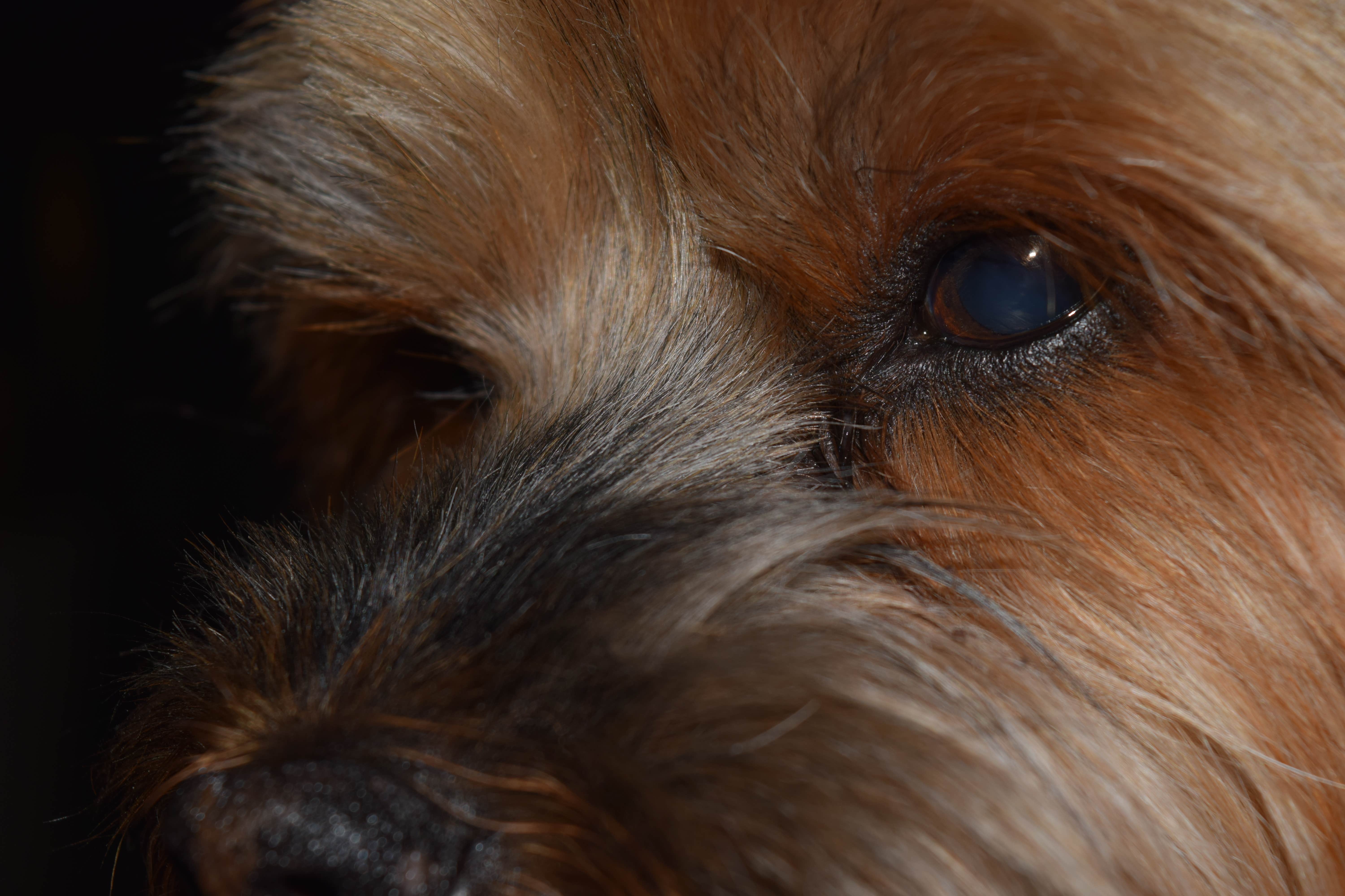 Wes N.'s photo of camping with pets at Hillsborough River State Park Campground near Lamont, FL