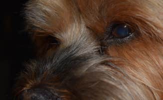 Wes N.'s photo of camping with pets at Hillsborough River State Park Campground near Lee, FL