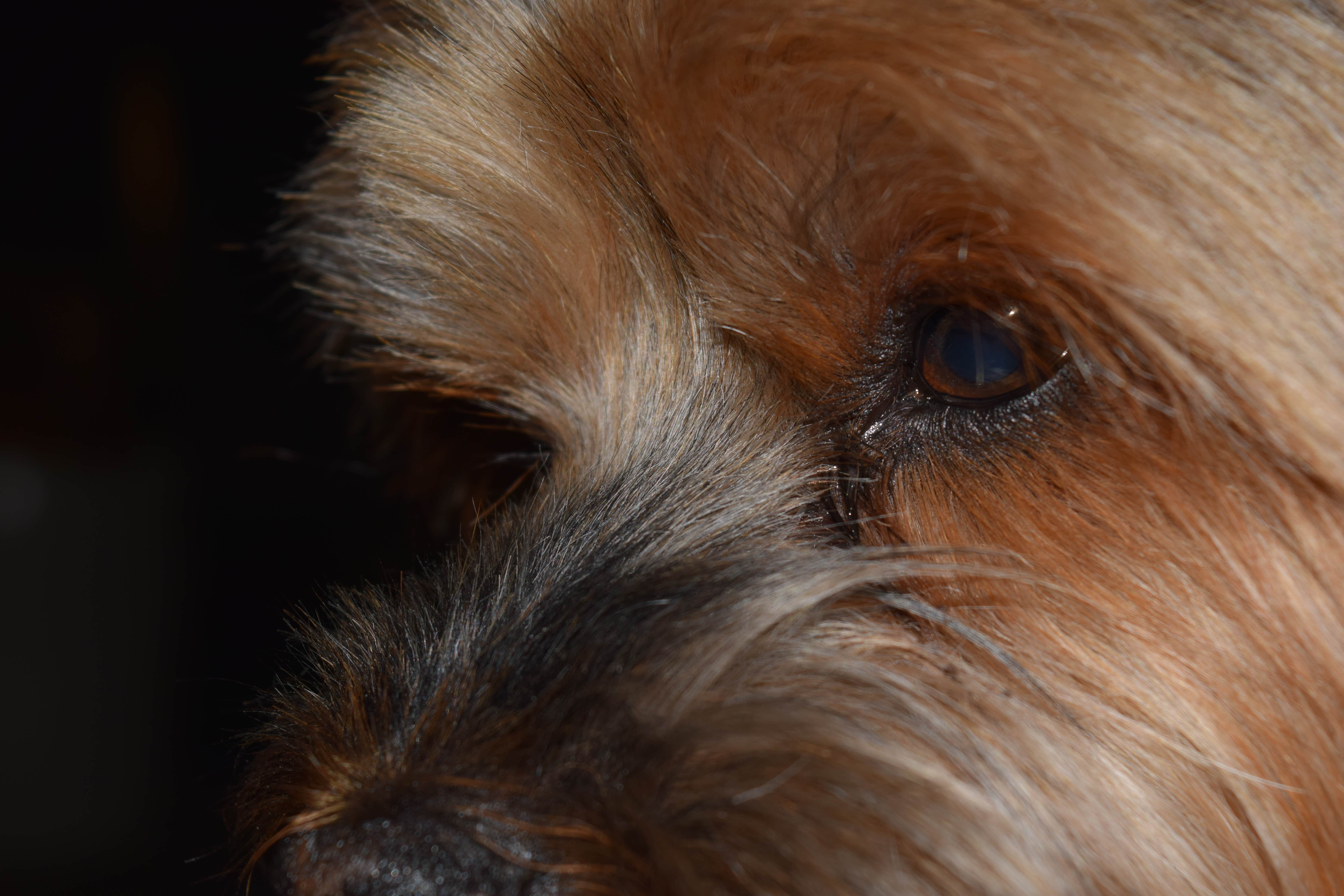 Wes N.'s photo of camping with pets at Hillsborough River State Park Campground near Dade City, FL