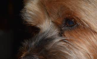 Wes N.'s photo of camping with pets at Hillsborough River State Park Campground near Dade City, FL