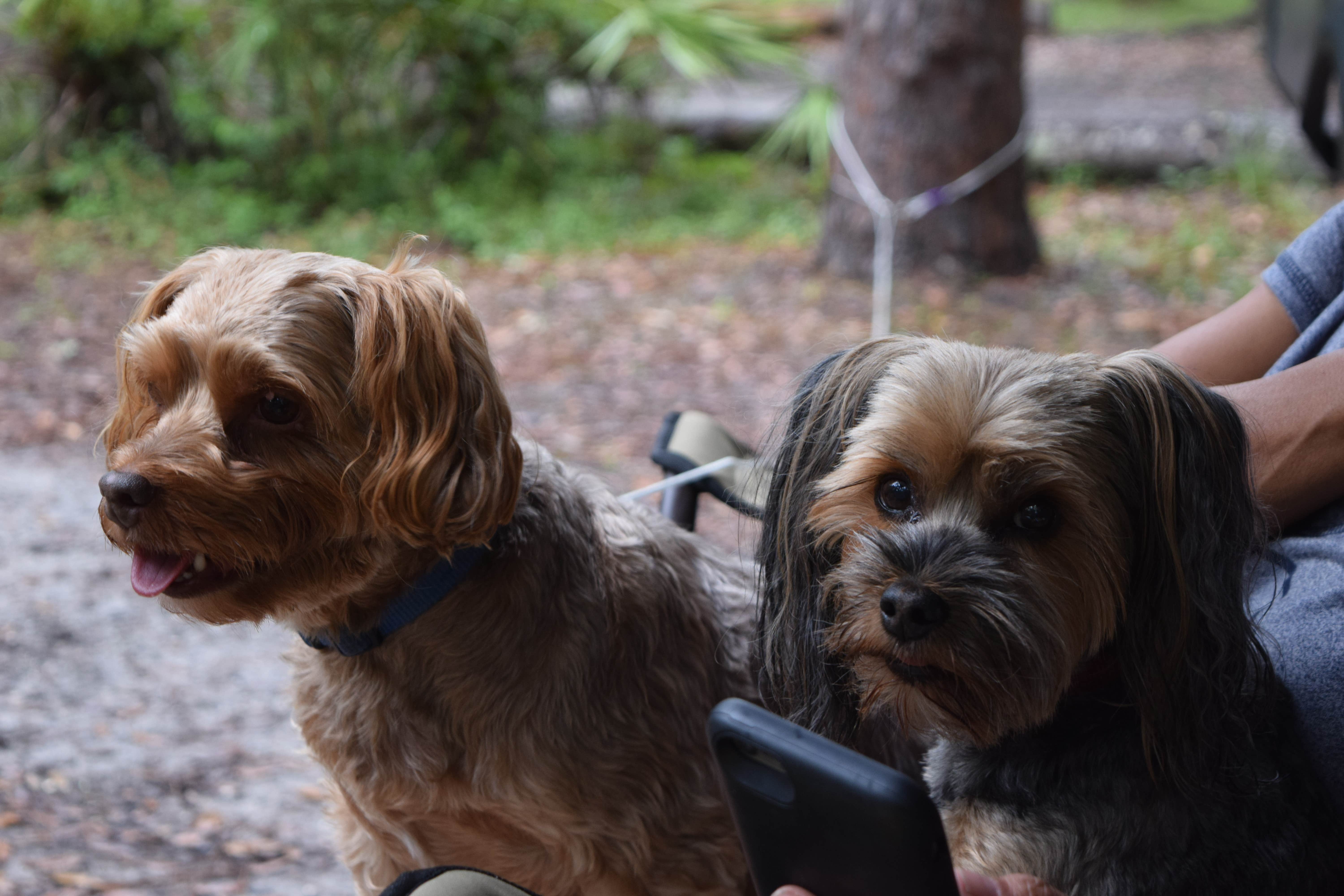 Wes N.'s photo of camping with pets at Hillsborough River State Park Campground near Port Richey, FL