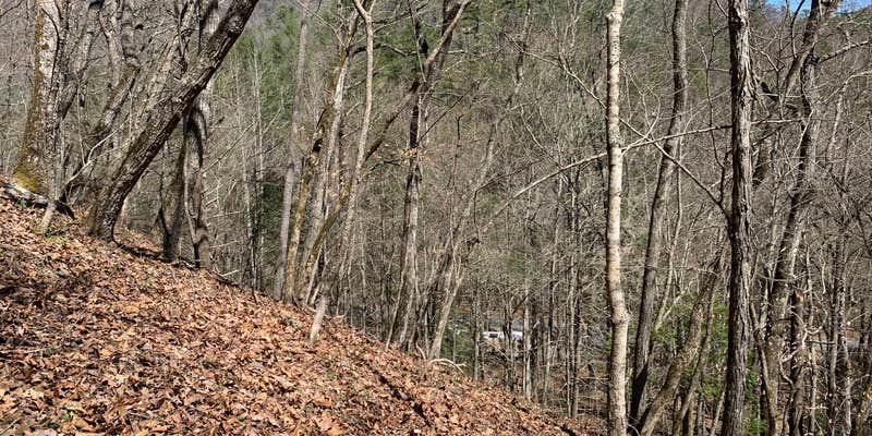 Camper submitted image from Mount Rogers National Recreation Area