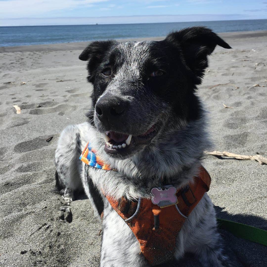 Laura C.'s photo of camping with pets at Beverly Beach State Park Campground near Monmouth, OR