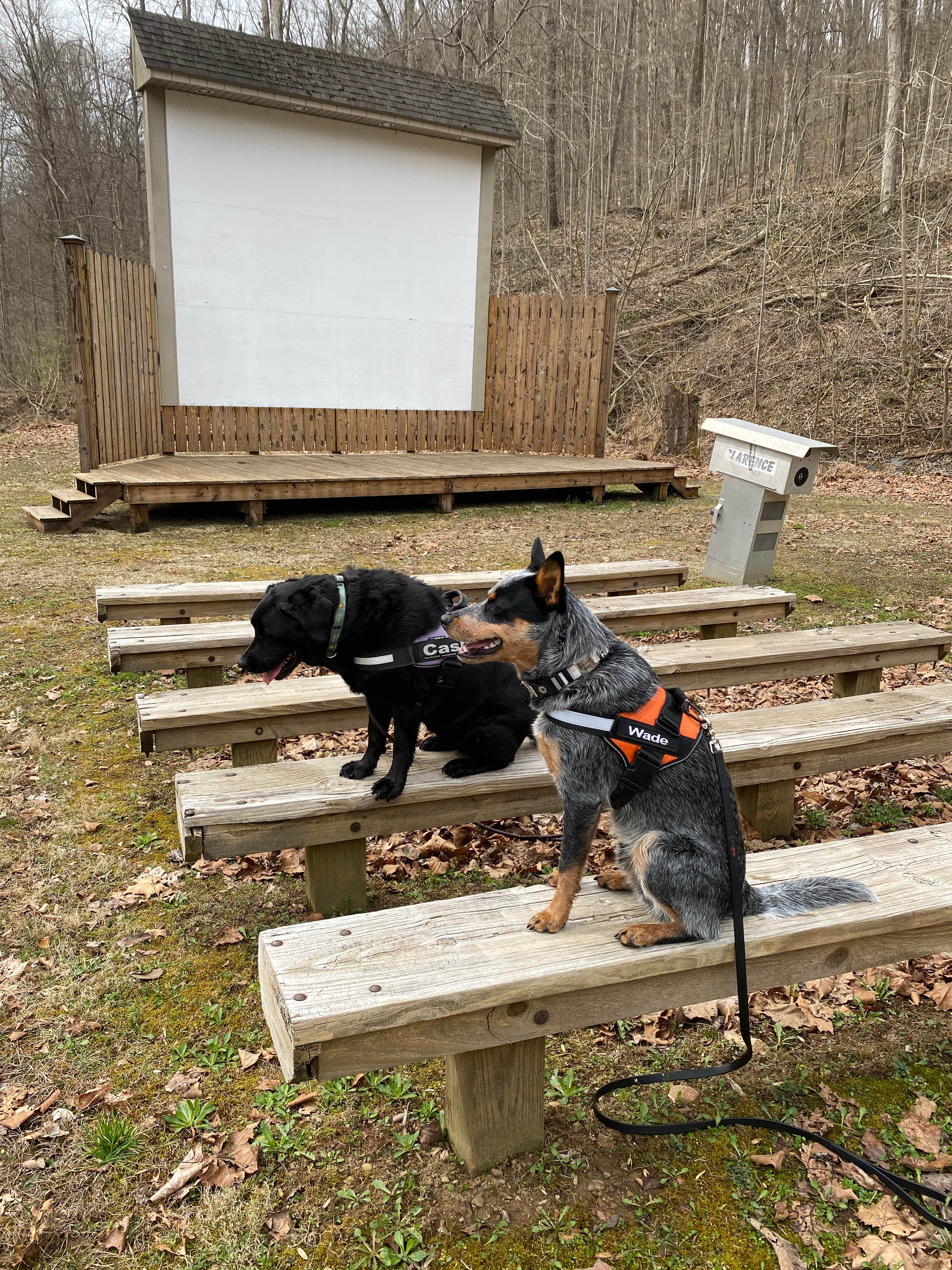 Andrea F.'s photo of camping with pets at Tar Hollow State Park Campground near Galloway, OH