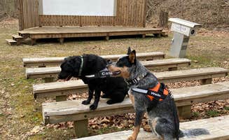 Andrea F.'s photo of camping with pets at Tar Hollow State Park Campground near Kingston, OH