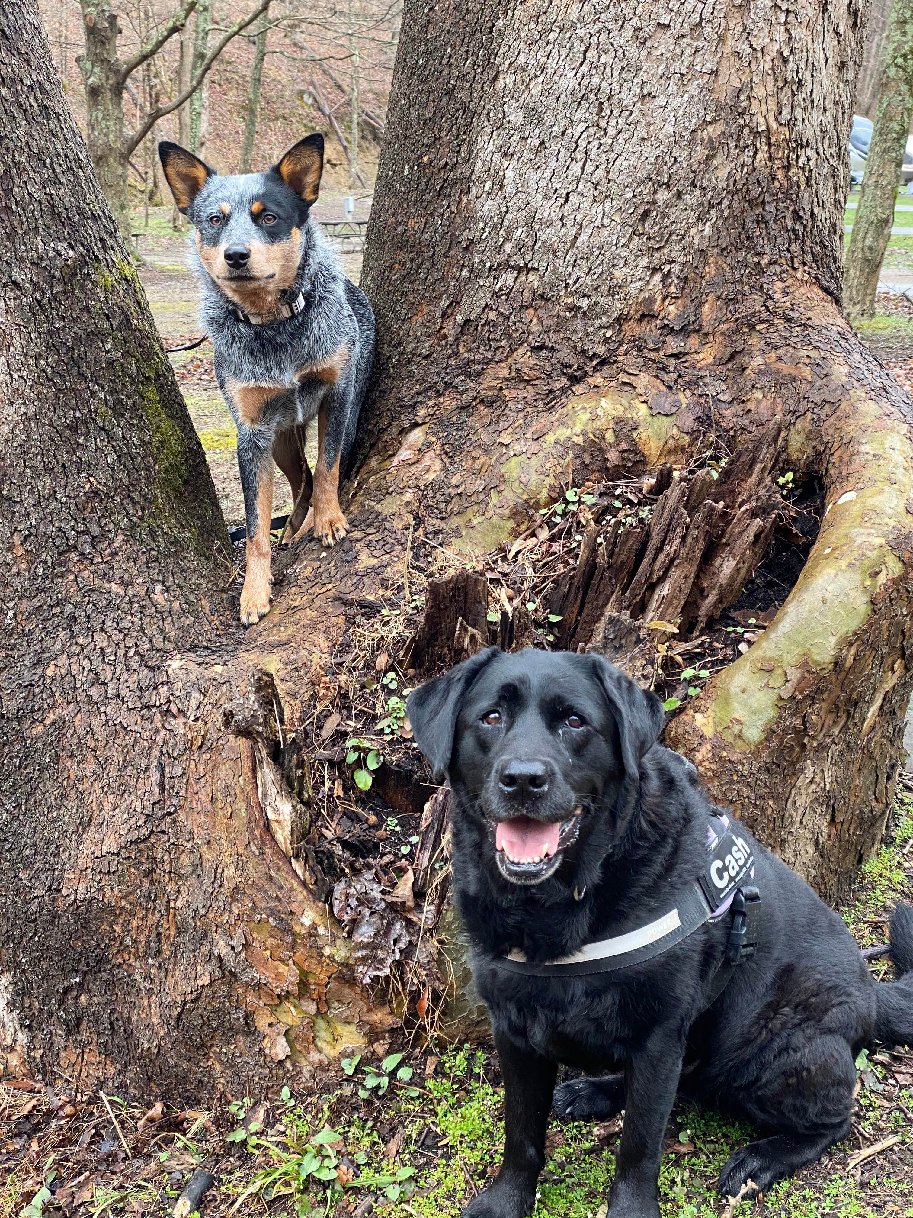 Andrea F.'s photo of camping with pets at Tar Hollow State Park Campground near Waverly, OH